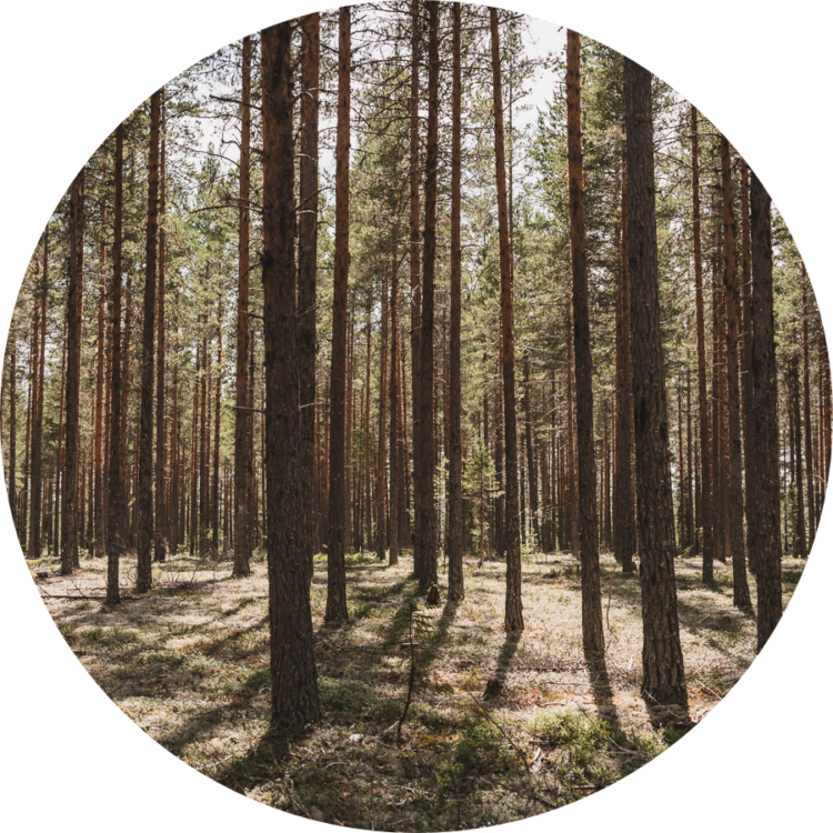 Emigreren naar Zweden